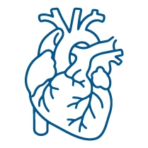 Cardiovascular Protection Cardiovascular Protection
