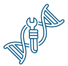 Promotes DNA Repair And Apoptosis Promotes DNA Repair And Apoptosis
