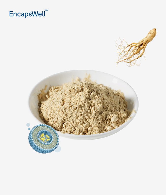 Liposomal Ginseng Extract Liposomal Ginseng Extract